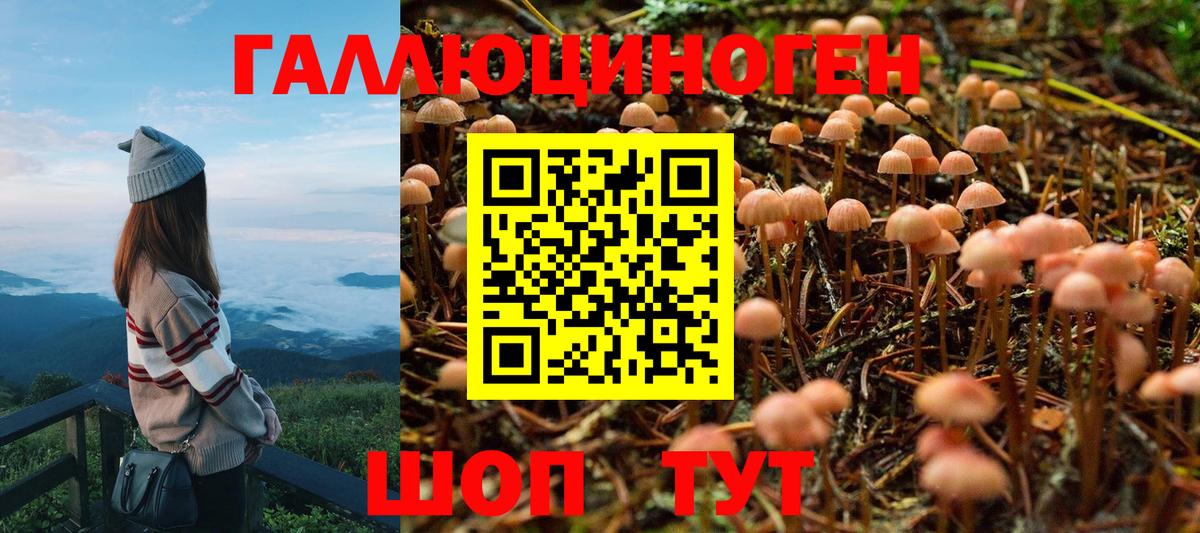 Псилоцибиновые грибы Psilocybe Благодарный